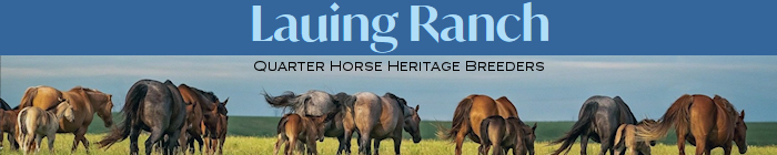 Lauing Ranch Quarter Horses