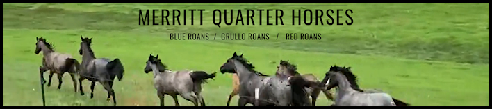 Merritt Quarter Horses